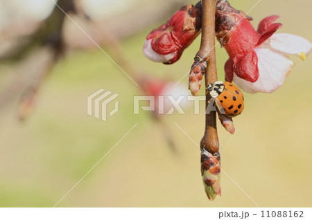 Asian Ladybug on Apple Tree Asian Ladybug on Apple Tree 11088162