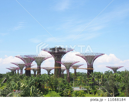 シンガポール　ガーデンズ・バイ・ザ・ベイ 11088184