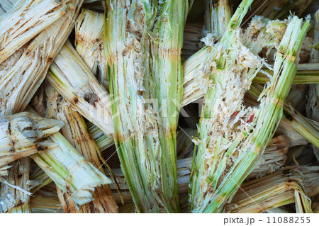 Sugarcane bagasse - organic waste Sugarcane bagasse - organic waste 11088255
