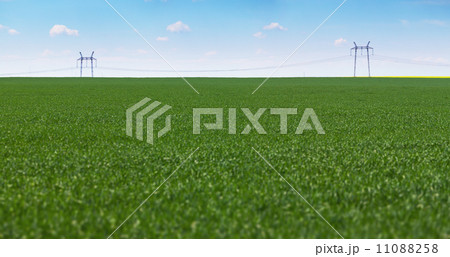 Meadow and power lines - industrial landscape 11088258