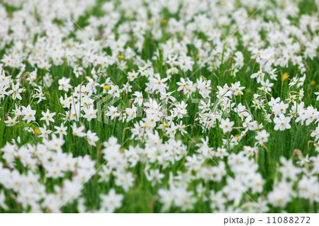 Meadow with blooming wild white Narcissus 11088272