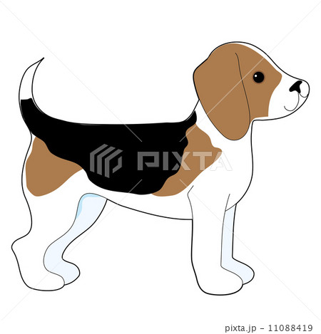 Beagle 11088419
