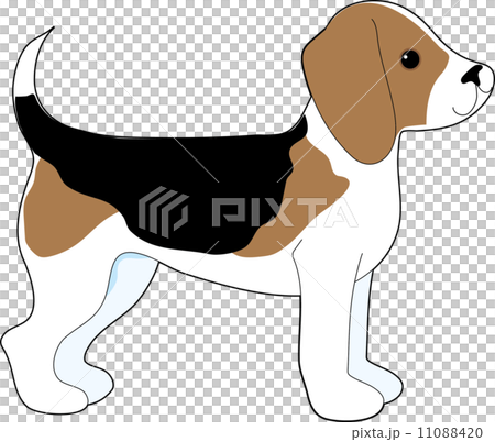 Beagle Beagle 11088420