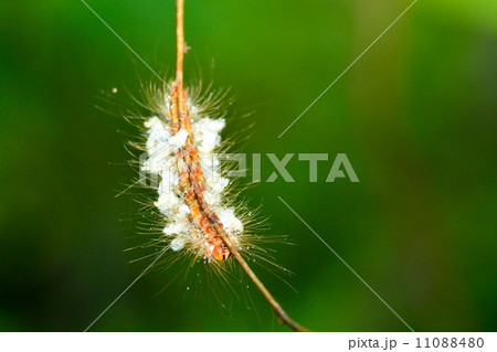 寄生蜂 寄生蜂 11088480