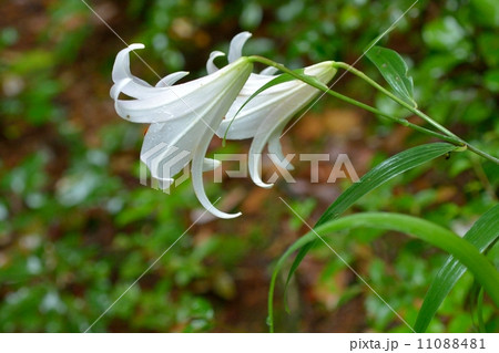ササユリの花 11088481