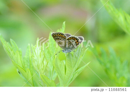 ヒメシジミ 11088561