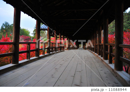 東福寺通天橋 11088944