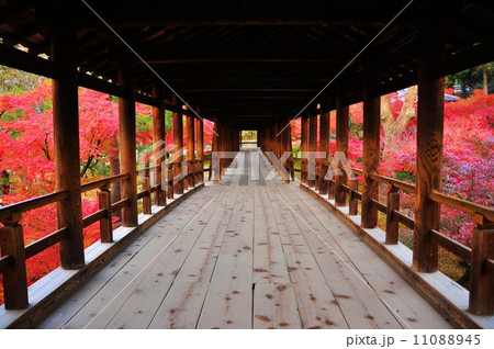 東福寺通天橋 東福寺通天橋 11088945
