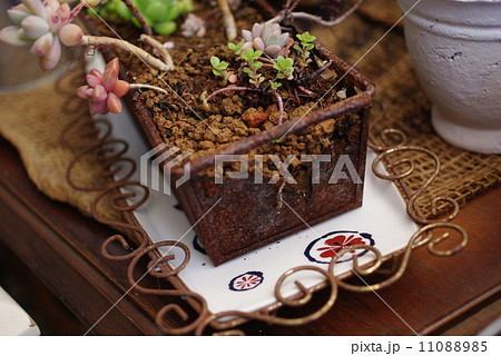 多肉植物 11088985