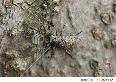 生き物　昆虫　ゴマフカミキリ、シイタケ農家の敵らしいです② 11089442