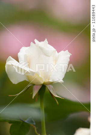 バラ パスカリ バラ パスカリ 11089443