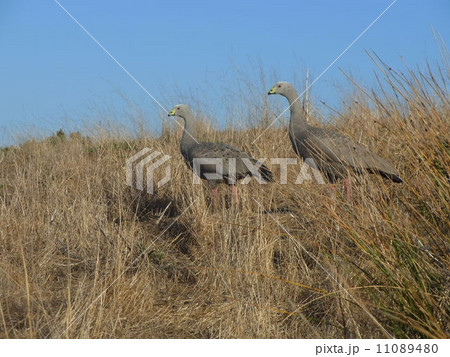 オーストラリアの鳥 ロウバシガン(Cape Barren Goose) オーストラリアの鳥 ロウバシガン(Cape Barren Goose) 11089480