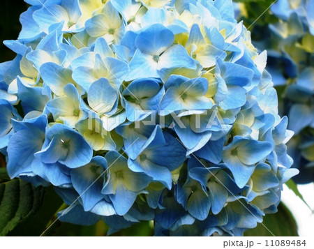 紫陽花 11089484