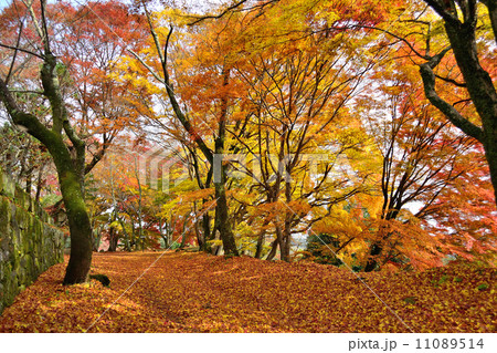 岡城の紅葉 11089514