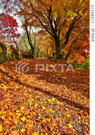 岡城の紅葉 岡城の紅葉 11089515