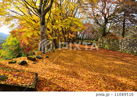 岡城の紅葉 岡城の紅葉 11089516