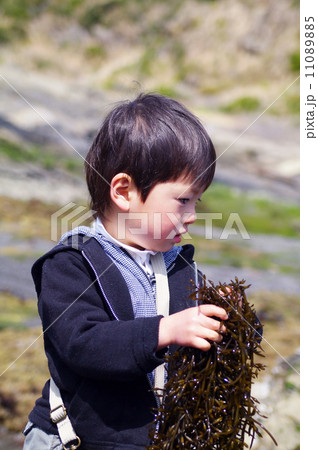 ヒジキの収穫をする子供 ヒジキの収穫をする子供 11089885