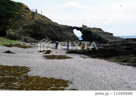 城ヶ島でヒジキの収穫をする人々 11089886