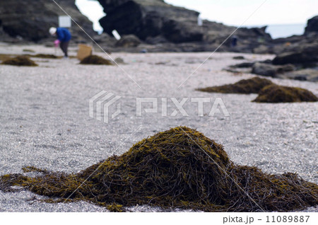 ヒジキの収穫 11089887