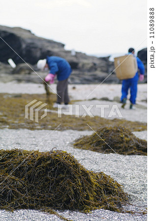 城ヶ島でヒジキの収穫をする人々 11089888