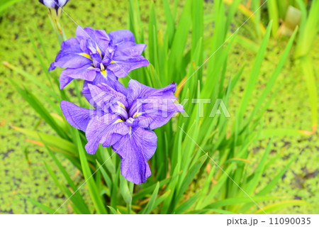 6月 梅雨の時期の菖蒲 6月 梅雨の時期の菖蒲 11090035