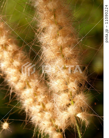 the Selection of Various Colorful Flower in nature 11090224