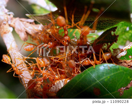 red ant teamwork in green nature 11090228