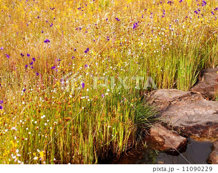 the Selection of Various Colorful Flower in nature 11090229