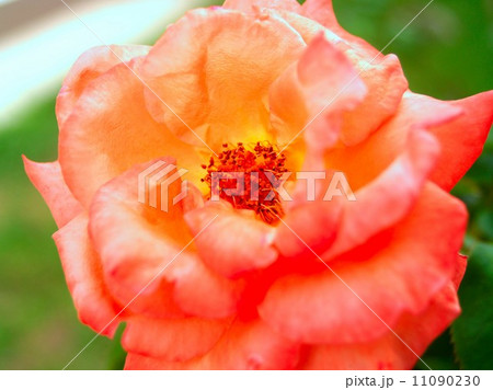 rose flower 11090230