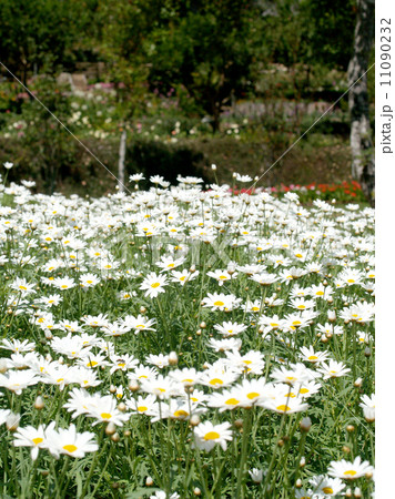 Flower garden at Doi Inthanon mountain in Chiang Mai, Thailand. 11090232