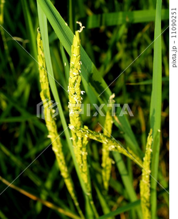Rice background Rices field Farm Rice background Rices field Farm 11090251