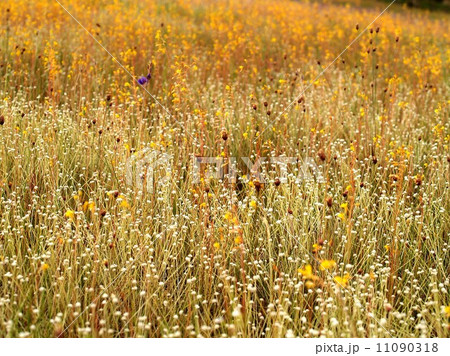 the Selection of Various Colorful Flower in nature 11090318