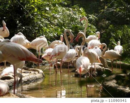 animal in zoo animal in zoo 11090341