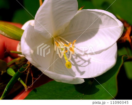 the Selection of Various Colorful Flower in nature the Selection of Various Colorful Flower in nature 11090345