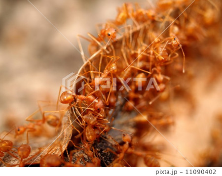 red ant teamwork in green nature 11090402