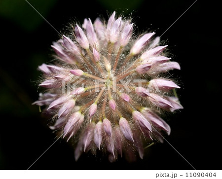 the Selection of Various Colorful Flower in nature 11090404