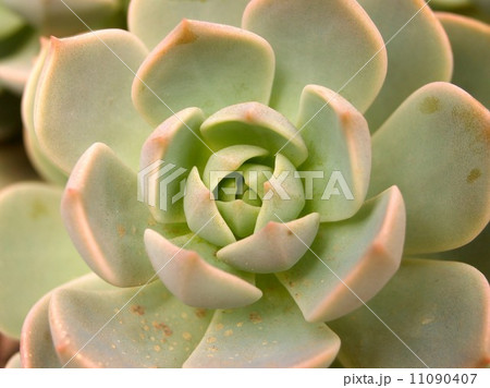 Cactus Desert plant leaves 11090407