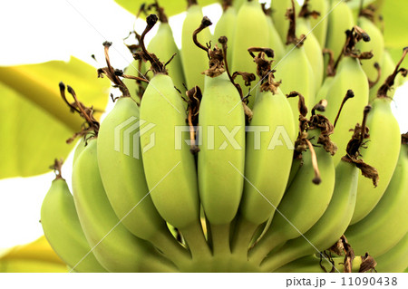 Bunch ripening bananas tree 11090438