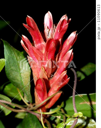 the Selection of Various Colorful Flower in nature 11090613