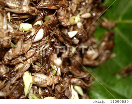 bug insects in nature bug insects in nature 11090689