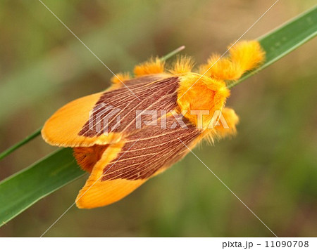 bug insects in nature 11090708