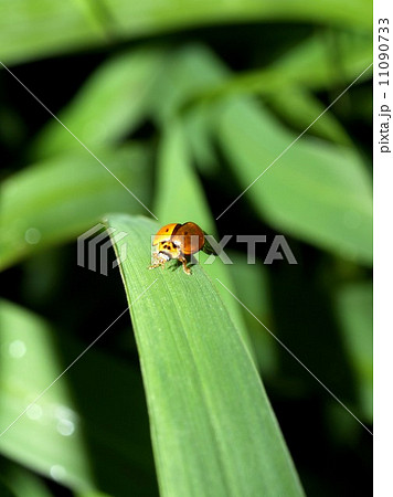 bug insects in nature bug insects in nature 11090733