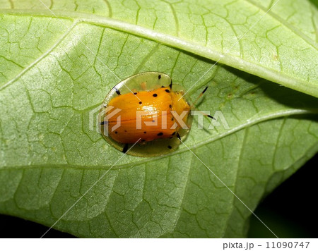 bug insects in nature 11090747