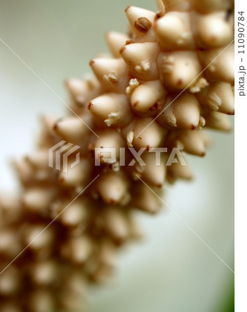 the Selection of Various Colorful Flower in nature the Selection of Various Colorful Flower in nature 11090784