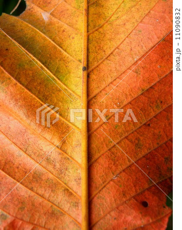 leaf and nature background leaf and nature background 11090832