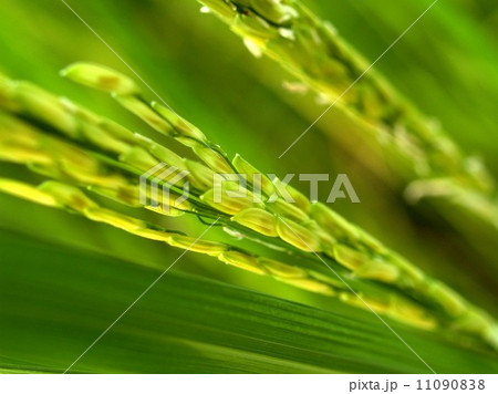 Rice background Rices field Farm Rice background Rices field Farm 11090838