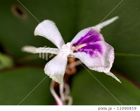 the Selection of Various Colorful Flower in nature the Selection of Various Colorful Flower in nature 11090859