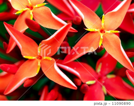 the Selection of Various Colorful Flower in nature the Selection of Various Colorful Flower in nature 11090890