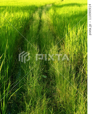 Rice background Rices field Farm Rice background Rices field Farm 11090914