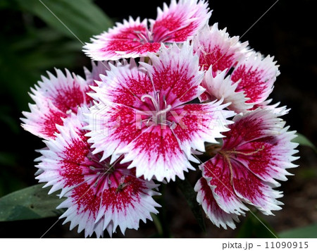 the Selection of Various Colorful Flower in nature 11090915